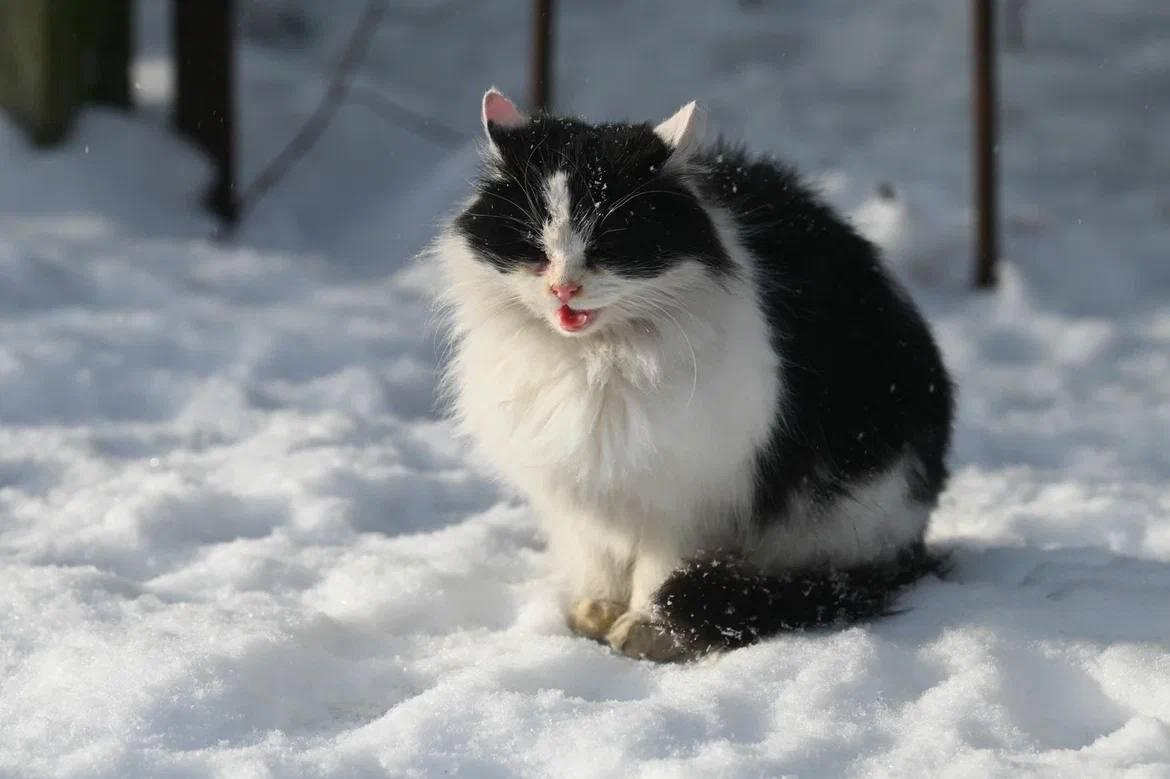 Александр Дрозденко поделился снимками ленинградских котиков Александр Дрозденко поделился снимками ленинградских котиков