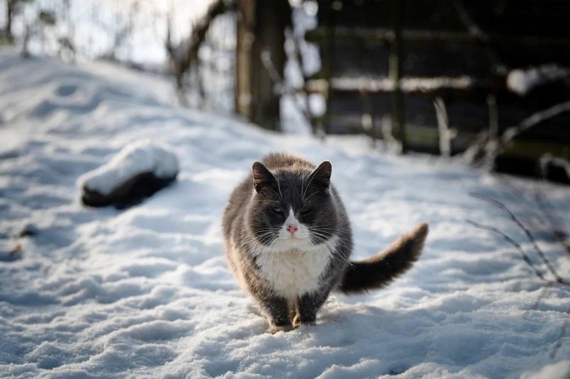 Александр Дрозденко поделился снимками ленинградских котиков Александр Дрозденко поделился снимками ленинградских котиков