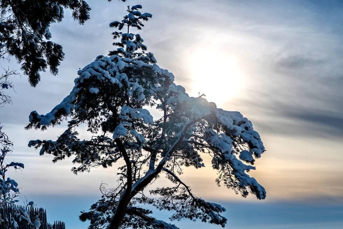 Александр Дрозденко поделился снимками ленинградских котиков Александр Дрозденко поделился снимками ленинградских котиков