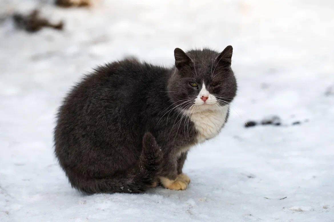 Александр Дрозденко поделился снимками ленинградских котиков