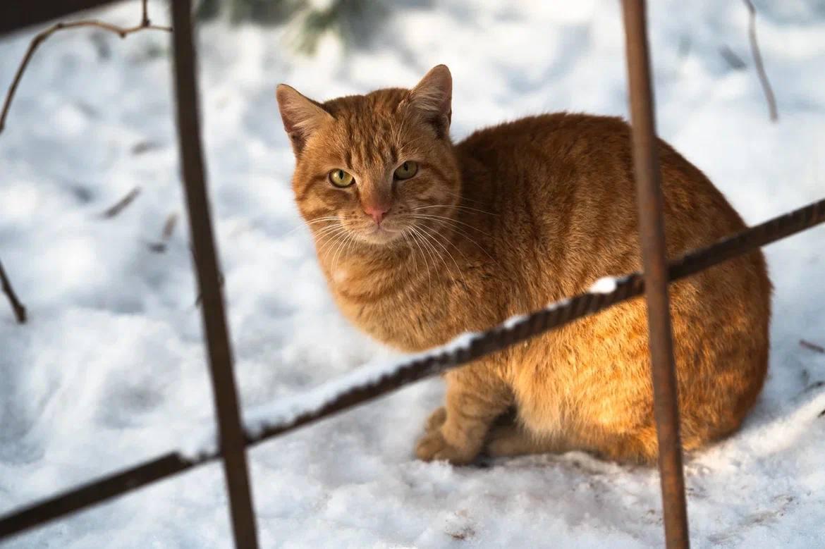 Александр Дрозденко поделился снимками ленинградских котиков Александр Дрозденко поделился снимками ленинградских котиков