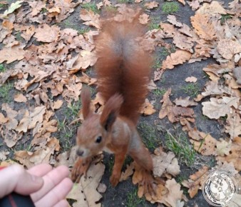 Два майора: Рубрика «Будни солдата»