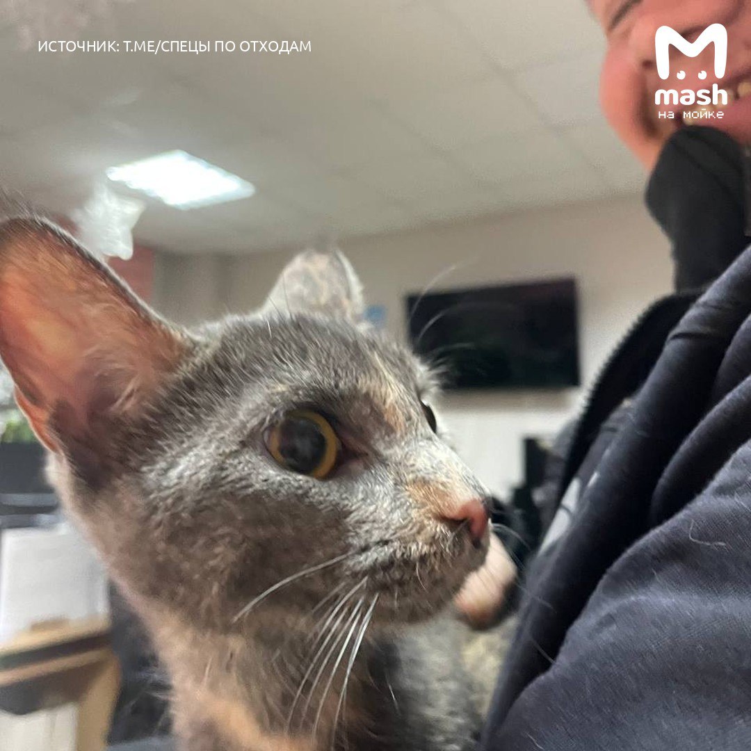 Мусоровозчик спас кису из выброшенного на свалку дивана — хозяева оставили старую мебель на 2-й Комсомольской вместе с малышкой, сидевшей внутри Мусоровозчик спас кису из выброшенного на свалку дивана — хозяева оставили старую мебель на 2-й Комсомольской вместе с малышкой, сидевшей внутри