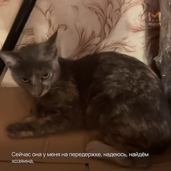 Мусоровозчик спас кису из выброшенного на свалку дивана — хозяева оставили старую мебель на 2-й Комсомольской вместе с малышкой, сидевшей внутри