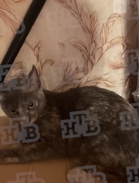 �� ������� �� ������������ ������ ������ �������