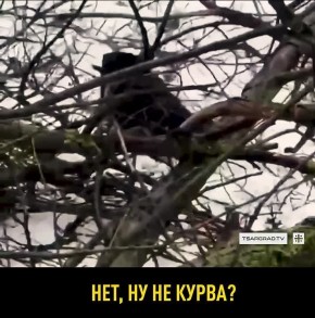 �� ׸���� ����� � ���������� ������� ���� ����� �������� ����������� �������� � ����������� ��������� ������ ����� �� ����� ����������