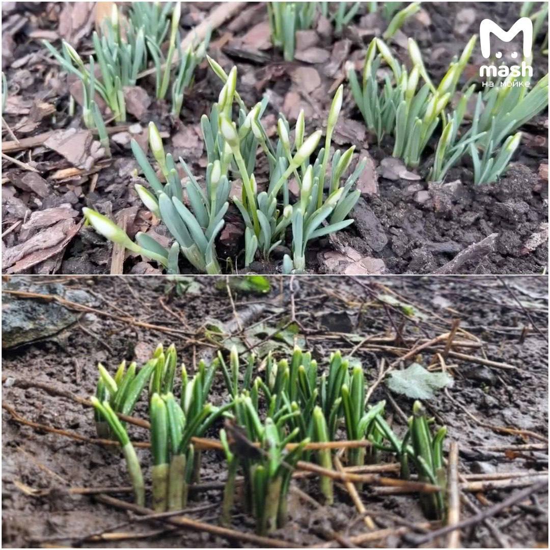 До +10 градусов (наконец-то) ждём на долгих трёхдневных выходных