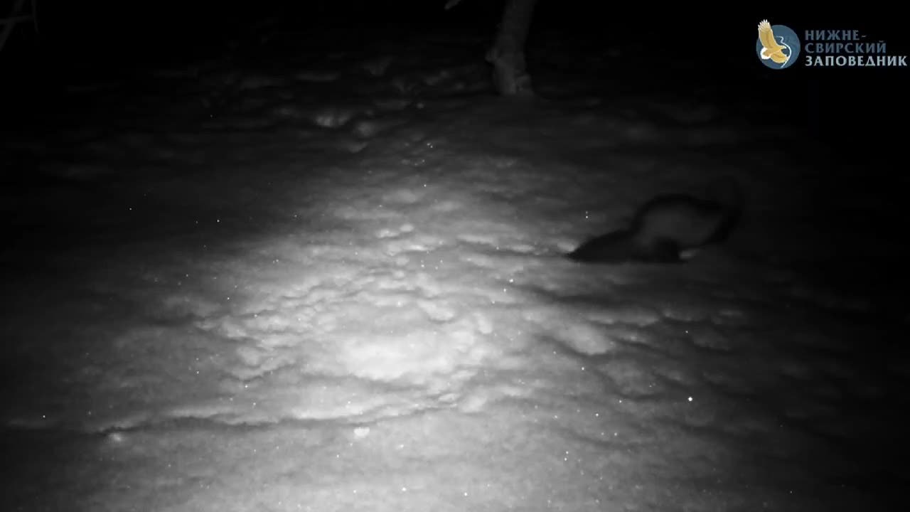 У хорьков в Ленобласти начался брачный период