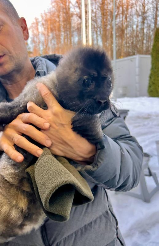 На Ладожском озере спасли от птиц новорожденную нерпу