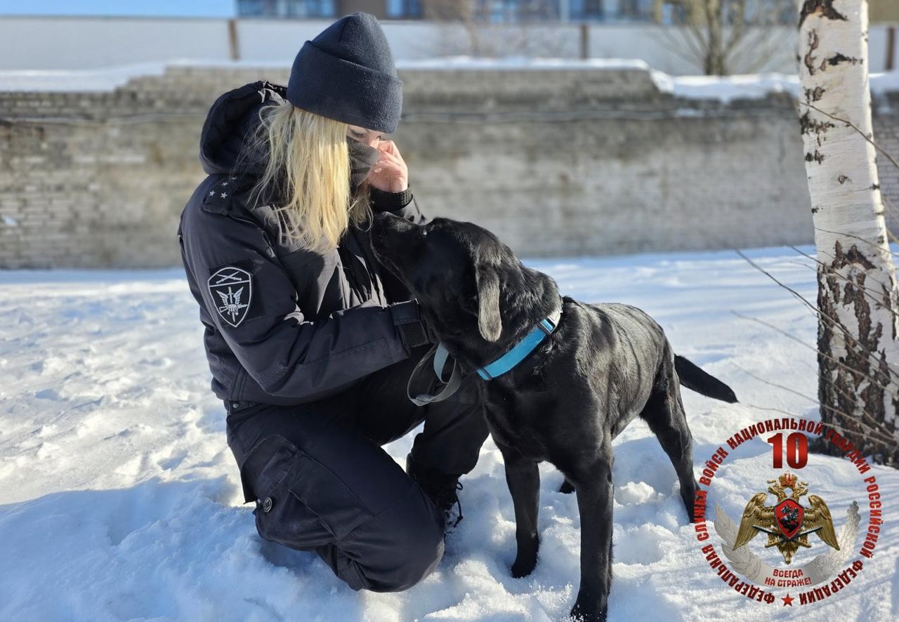 Росгвардия проверила натренированность служебных собак в Петербурге и Ленобласти Росгвардия проверила натренированность служебных собак в Петербурге и Ленобласти