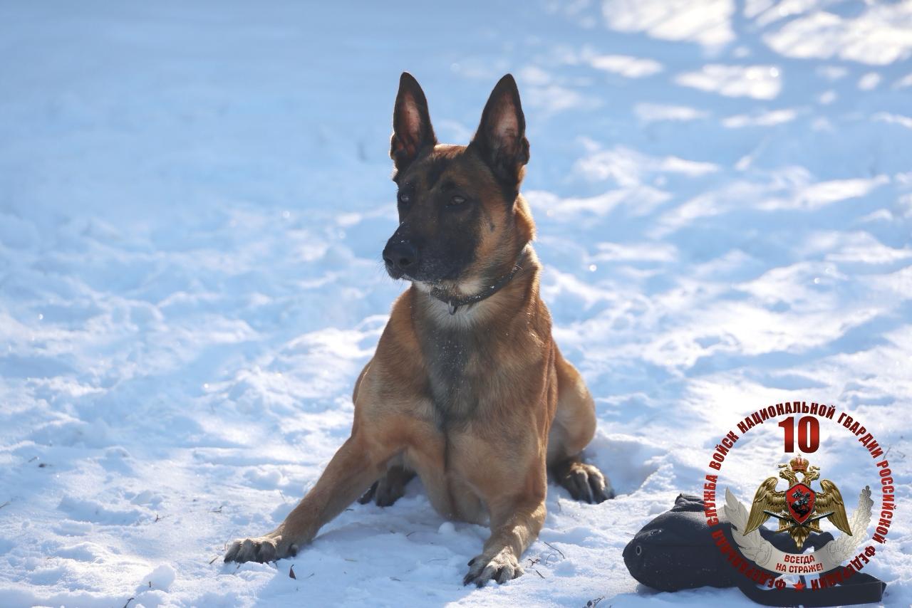 Росгвардия проверила натренированность служебных собак в Петербурге и Ленобласти Росгвардия проверила натренированность служебных собак в Петербурге и Ленобласти