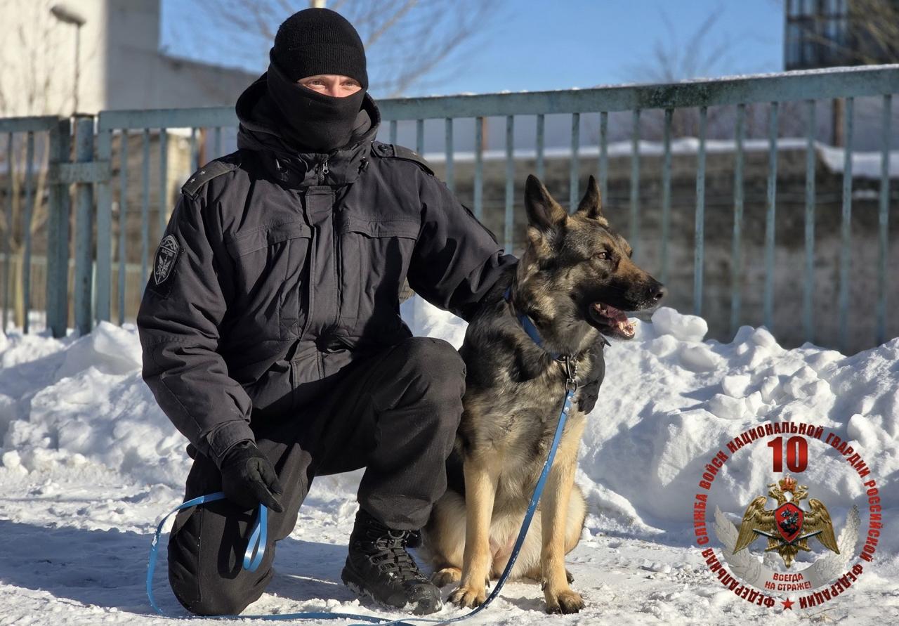 Росгвардия проверила натренированность служебных собак в Петербурге и Ленобласти Росгвардия проверила натренированность служебных собак в Петербурге и Ленобласти
