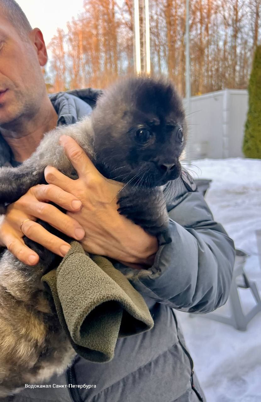 Крошечного нерпенка спасли 8 марта на Ладоге около поселка Куркиеки Крошечного нерпенка спасли 8 марта на Ладоге около поселка Куркиеки