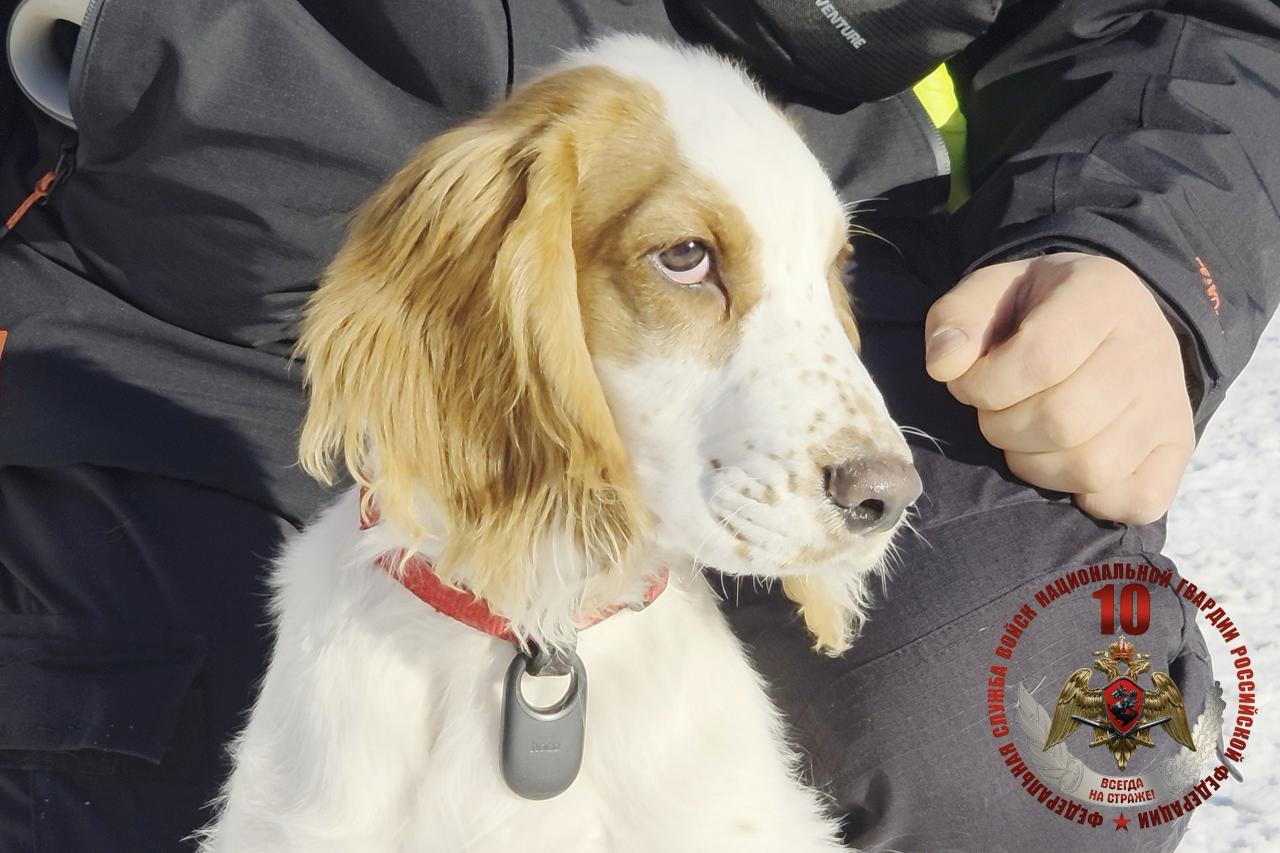 Росгвардия проверила натренированность служебных собак в Петербурге и Ленобласти Росгвардия проверила натренированность служебных собак в Петербурге и Ленобласти