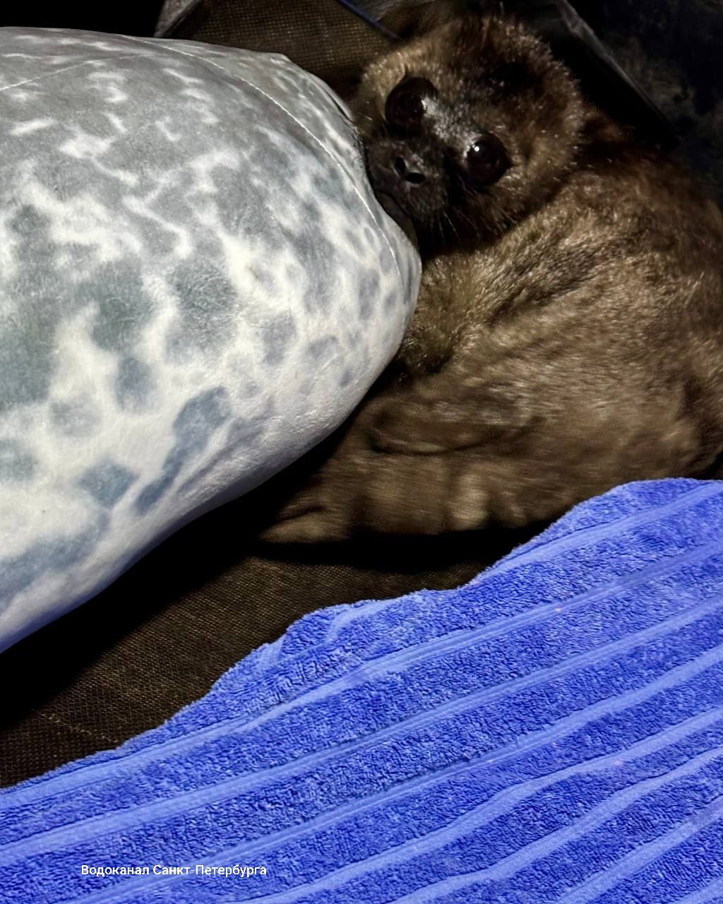 Крошечного нерпенка спасли 8 марта на Ладоге около поселка Куркиеки Крошечного нерпенка спасли 8 марта на Ладоге около поселка Куркиеки