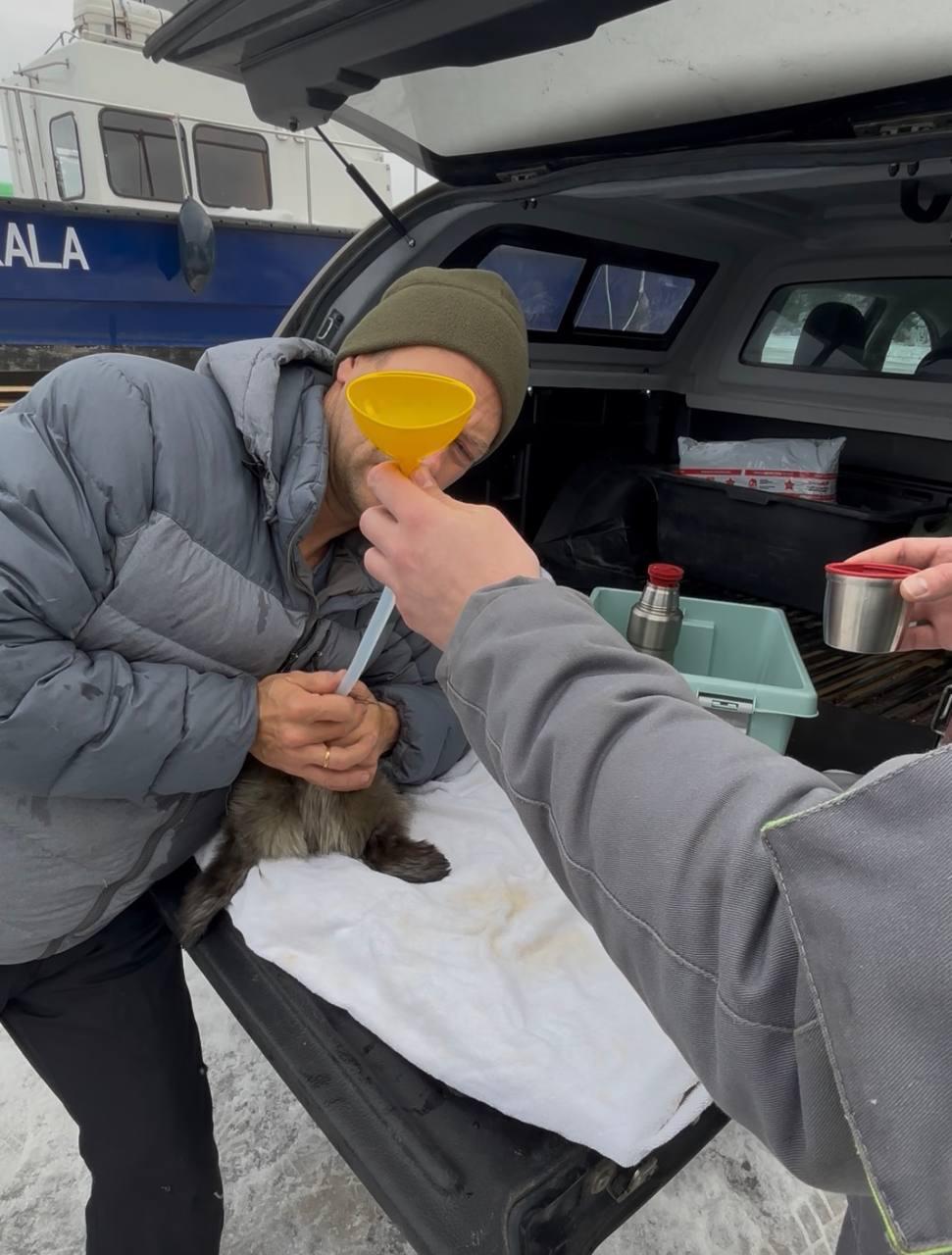 На Ладожском озере спасли от птиц новорожденную нерпу На Ладожском озере спасли от птиц новорожденную нерпу
