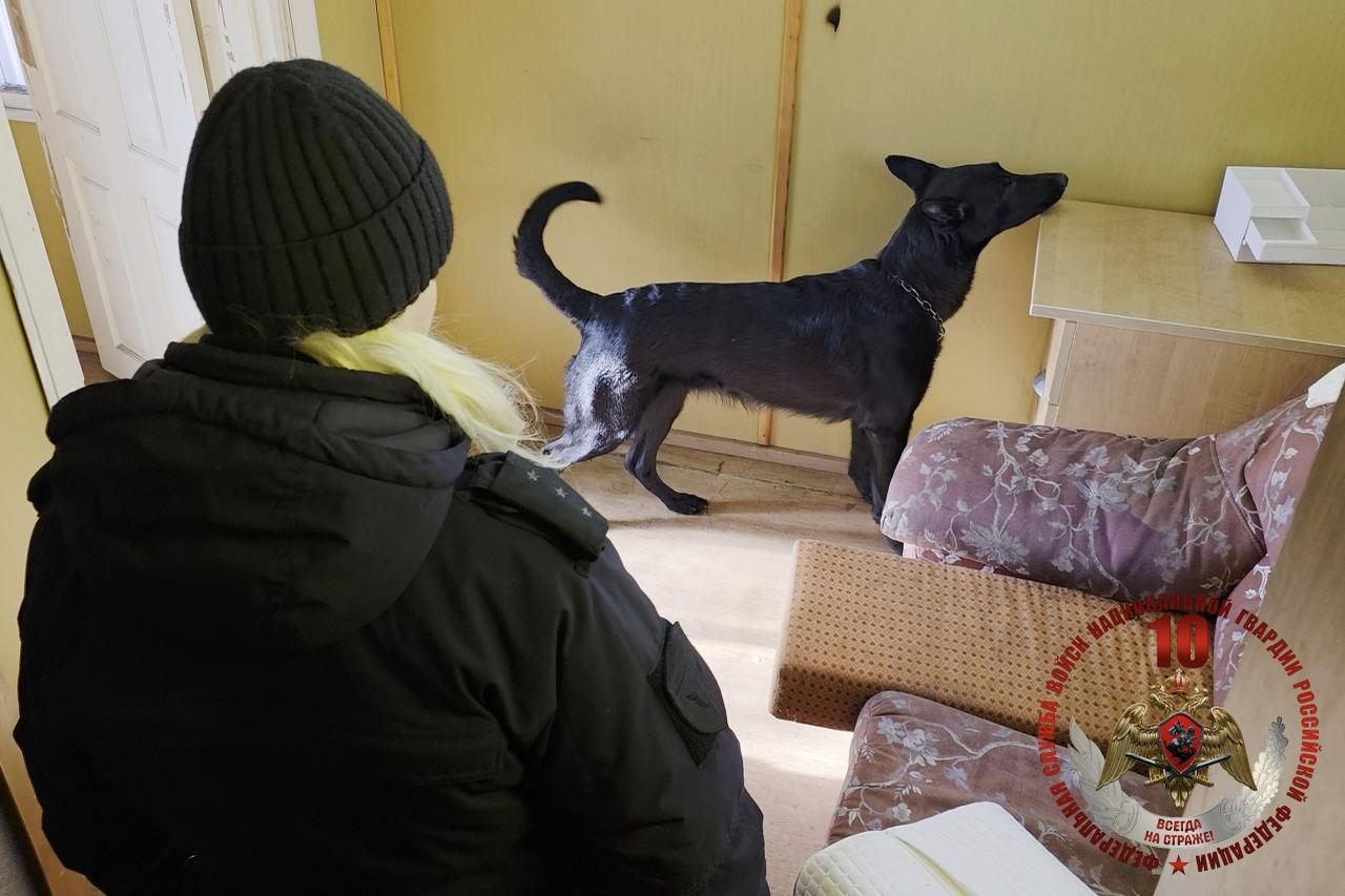 Росгвардия проверила натренированность служебных собак в Петербурге и Ленобласти Росгвардия проверила натренированность служебных собак в Петербурге и Ленобласти