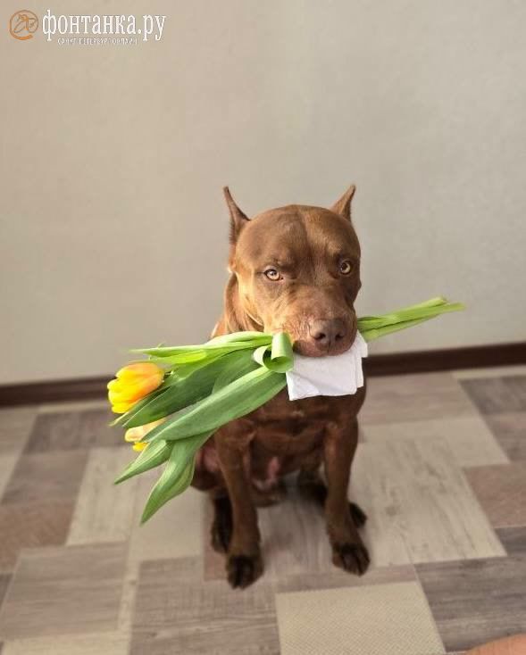 ��������, ������� ������ 9 �����: