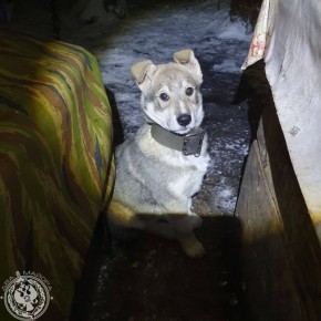 Два майора: Рубрика «Будни солдата»