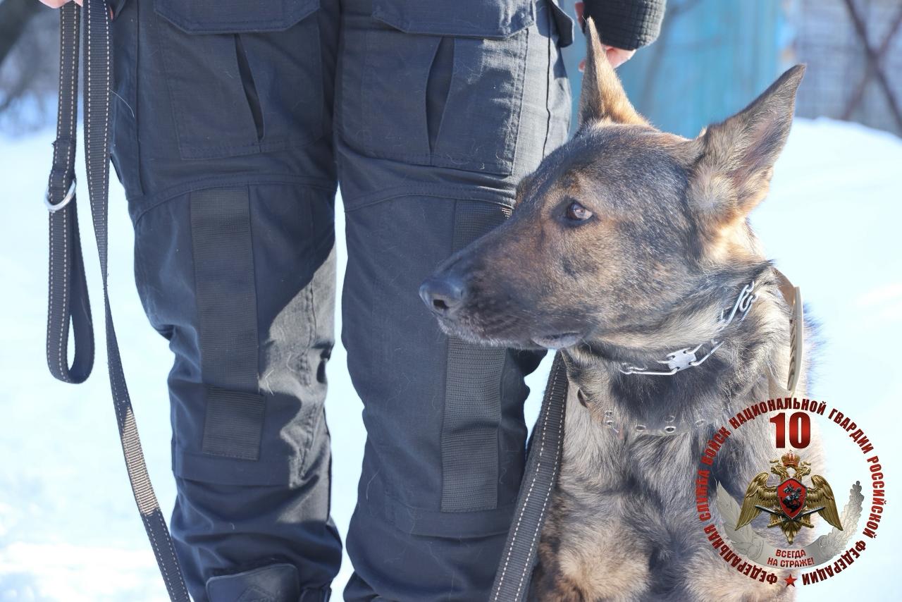 Росгвардия проверила натренированность служебных собак в Петербурге и Ленобласти Росгвардия проверила натренированность служебных собак в Петербурге и Ленобласти