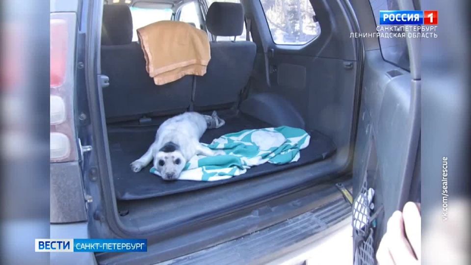 В районе Куркиёки со льда Ладоги спасли новорожденную нерпу