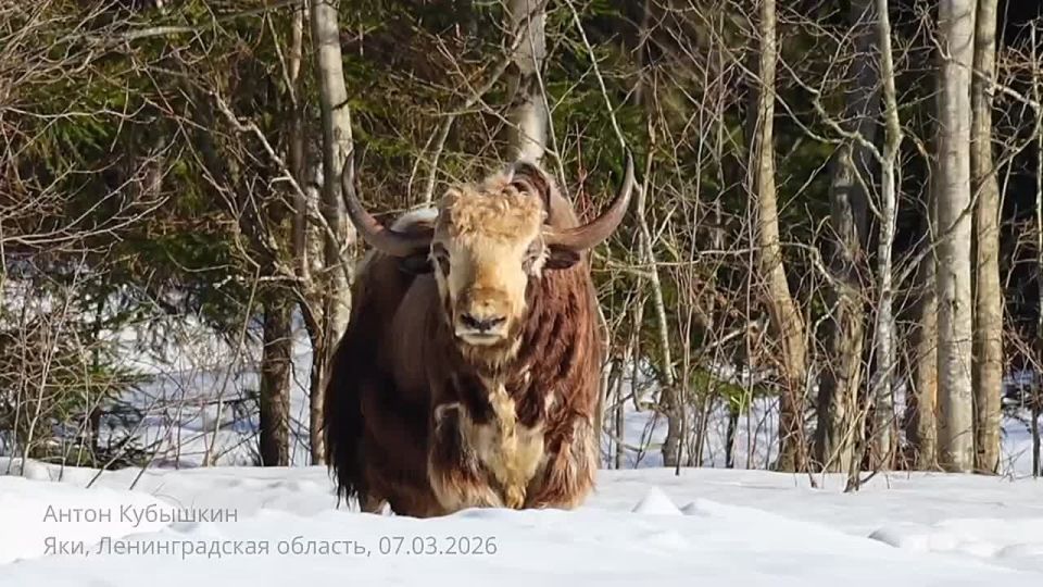 � ���������� �������� ��������� ����� ����