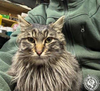 ��� ������: ������� ������ �������