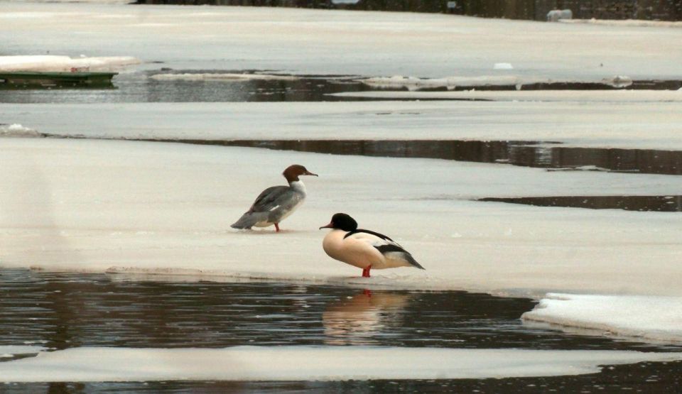 В Сестрорецке самки большого крохаля дождались своих женихов