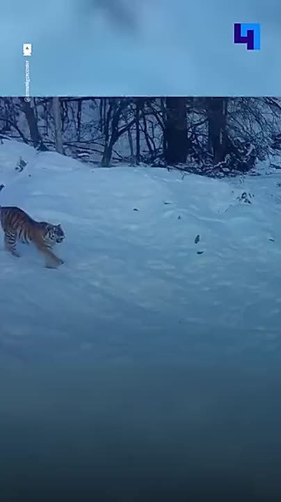 ����������� ����� ��������� ���������� �������� ������� � ��������