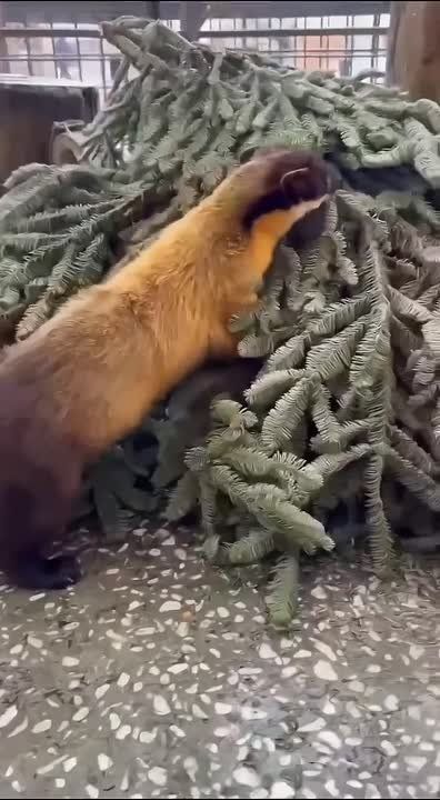 � ���� �� �������������� �������� �������� �������