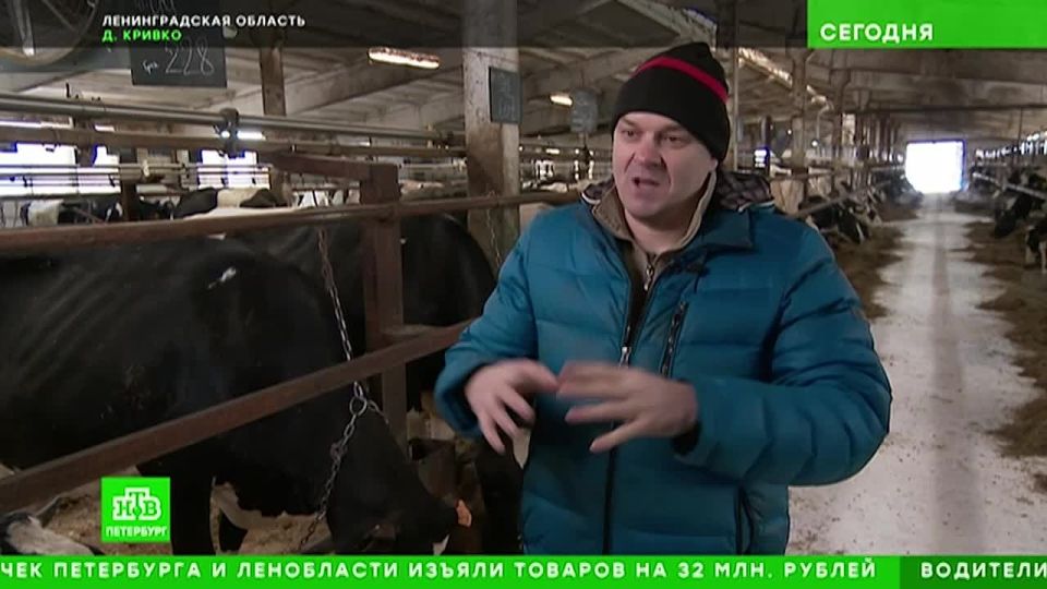 В Ленобласти разводят особенных коров