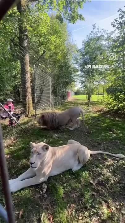 Доброе слово и кошке приятно