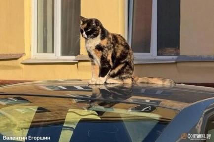 Пятый погодный рекорд подряд есть! Максимальная температура в Петербурге достигла +11,7°, что на 0,1° выше данных 2015 года