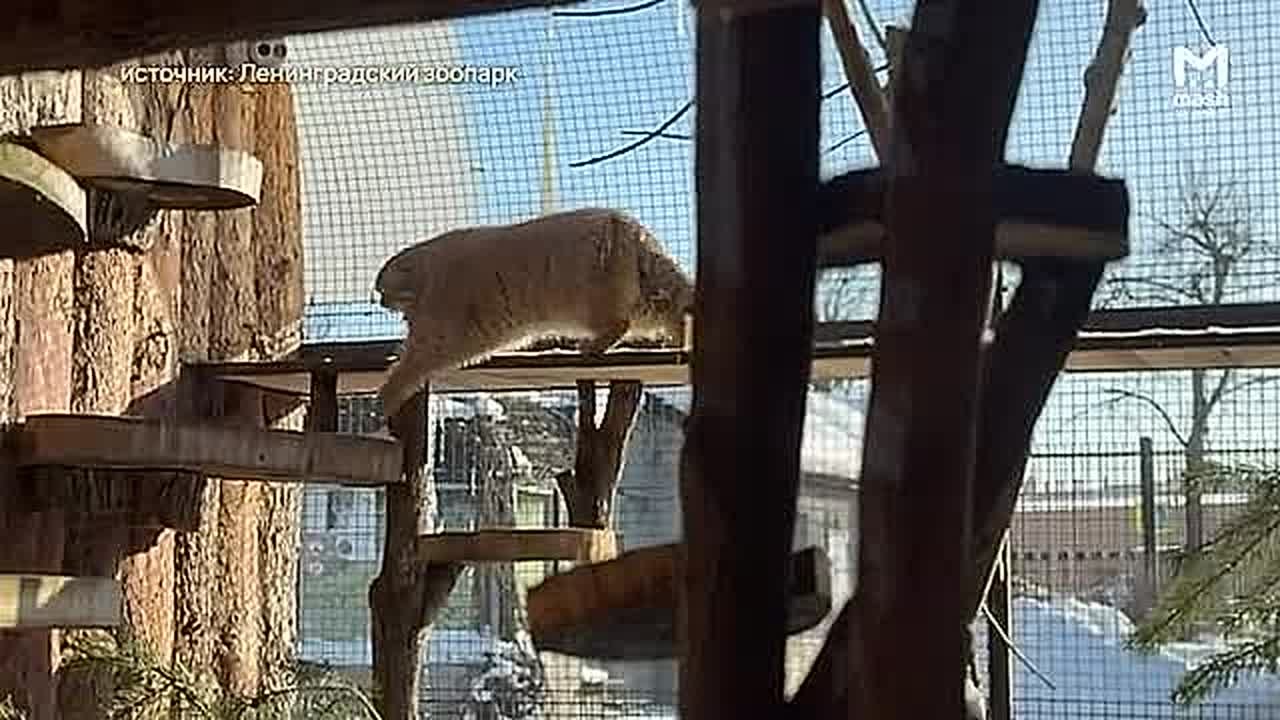 Любовные сплетни вам на вечер из Ленинградского зоопарка