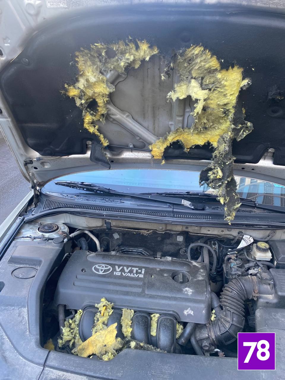 Жители дома на Графской улице в Мурино страдают от проказ соболя Жители дома на Графской улице в Мурино страдают от проказ соболя