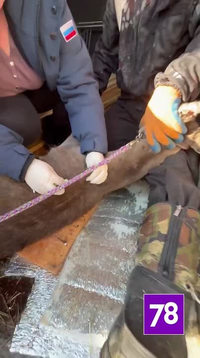 Лань из Бугров наконец обрела дом — красавицу приютил токсовский зоопарк «Зоо Дзен»