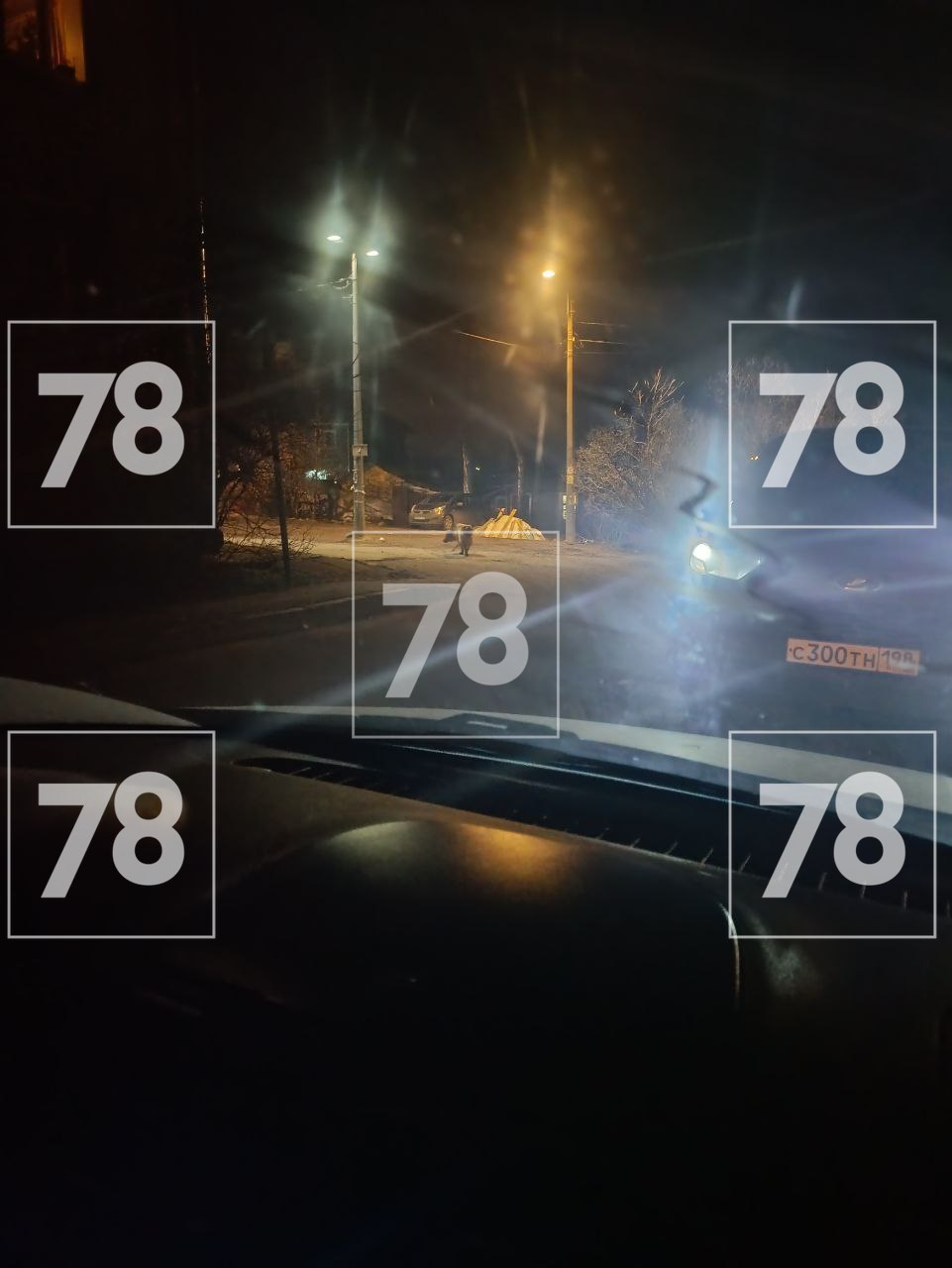 Жители Красного Села жалуются на нападения агрессивной собаки