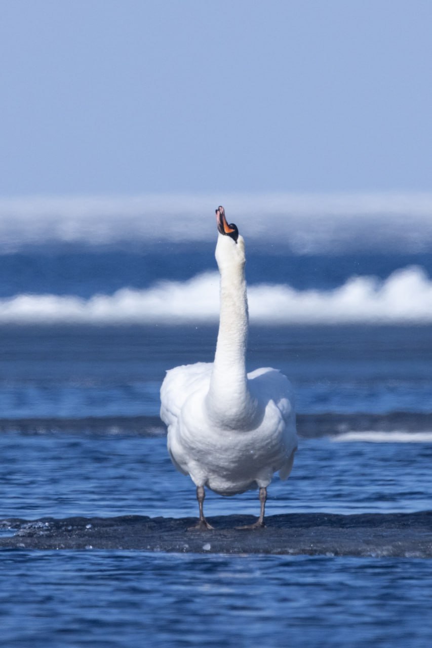 Белые красавцы-лебеди. уже замечены в Финском заливе Белые красавцы-лебеди. уже замечены в Финском заливе
