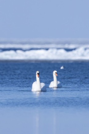 Белые красавцы-лебеди. уже замечены в Финском заливе