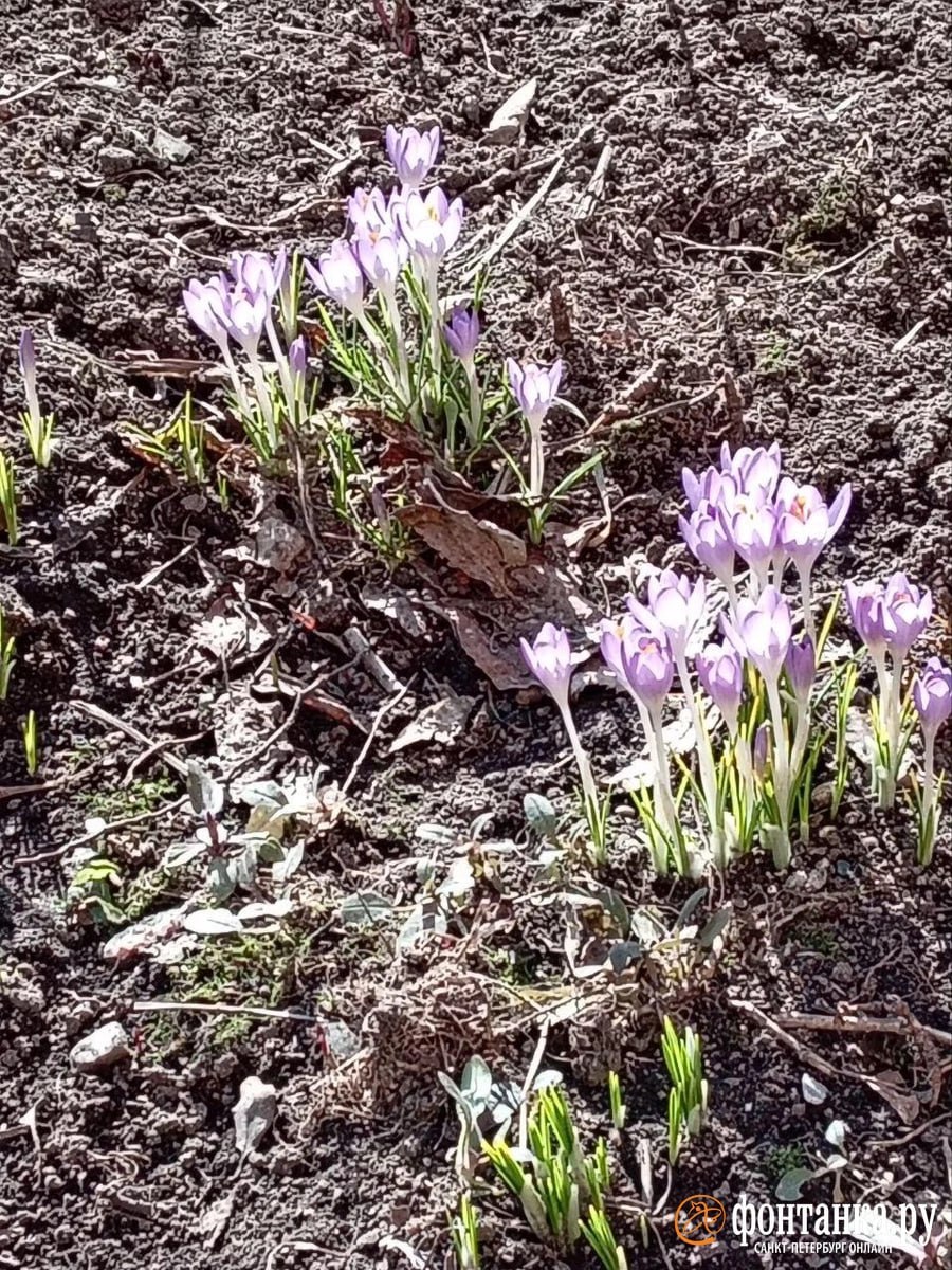 Тепло задерживается в Петербурге, но уже скоро уйдет
