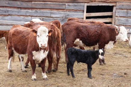 ����� �������: �������� ���������������, �� � ����� ������� �����