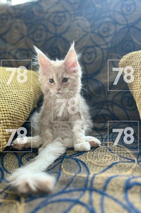 «Думаешь, мы тебе кинуть хотим?»: молодая пара не отдает деньги соседке за котенка мейн-куна