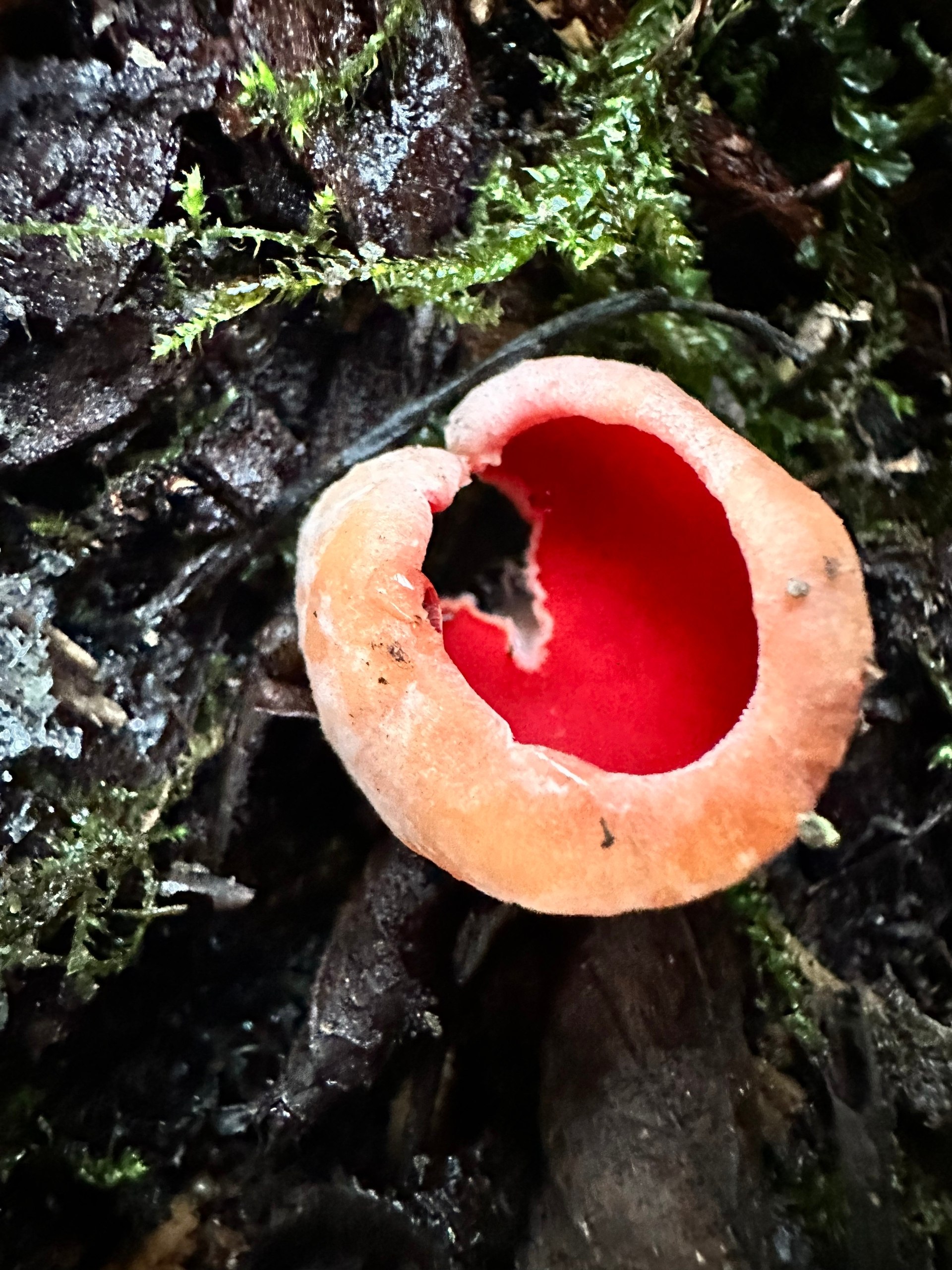 В лесах Ленобласти начали собирать первые грибы В лесах Ленобласти начали собирать первые грибы