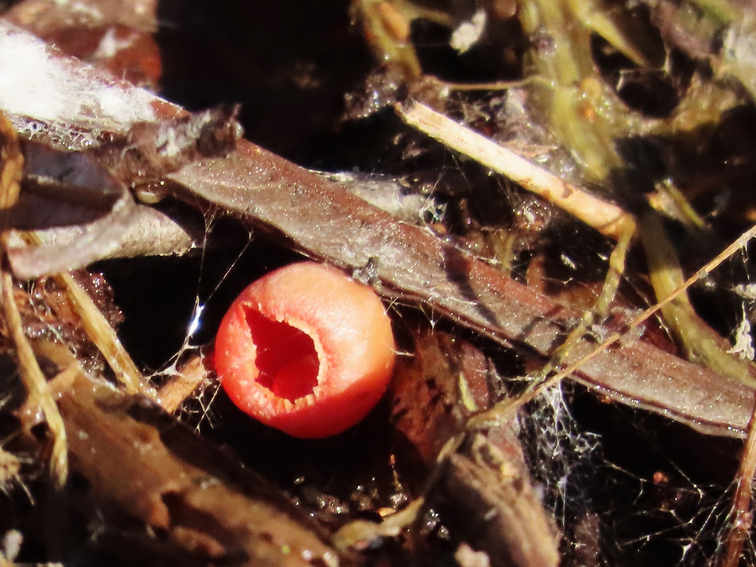 В лесах Ленобласти начали собирать первые грибы В лесах Ленобласти начали собирать первые грибы