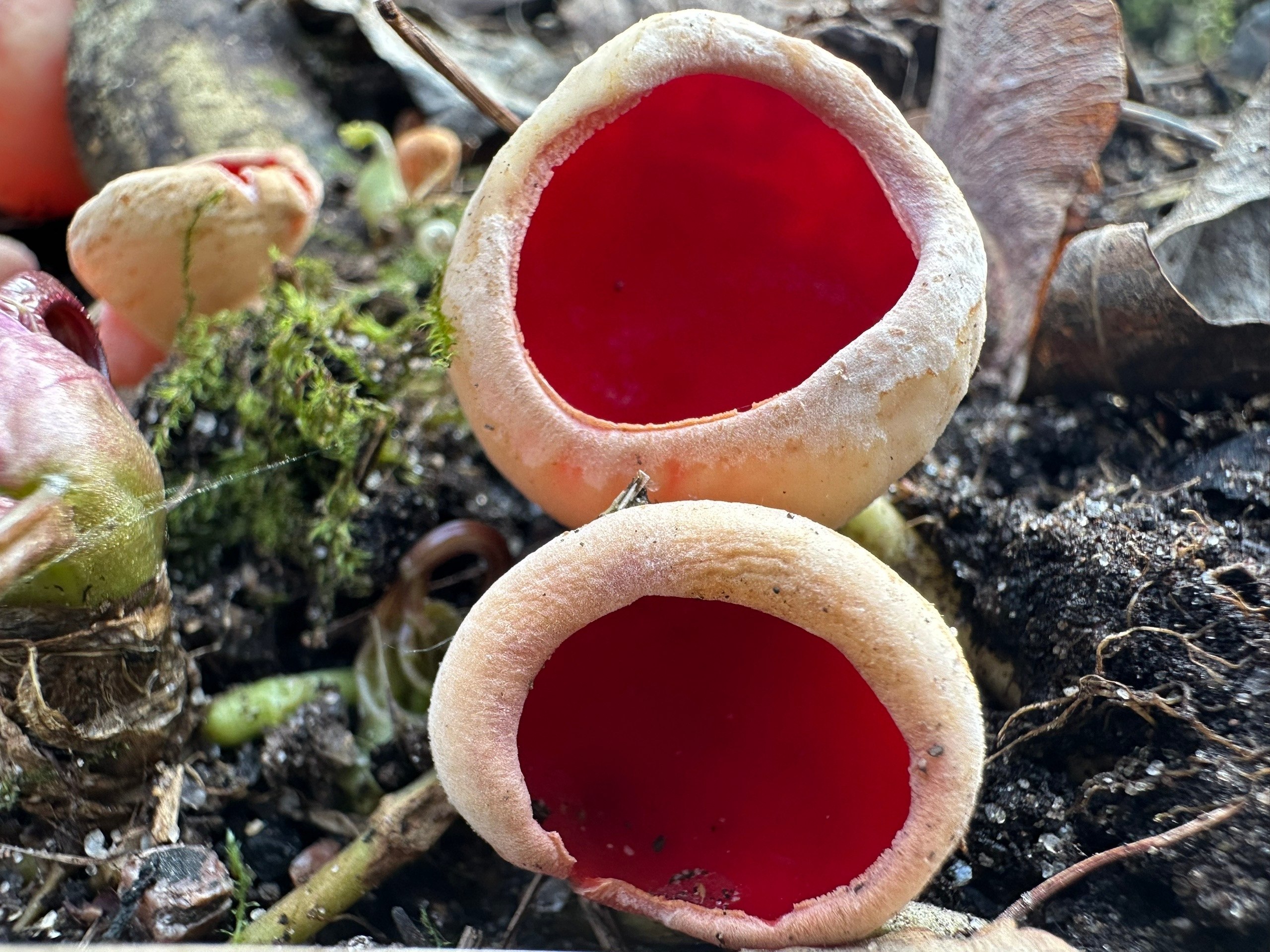 В лесах Ленобласти начали собирать первые грибы В лесах Ленобласти начали собирать первые грибы