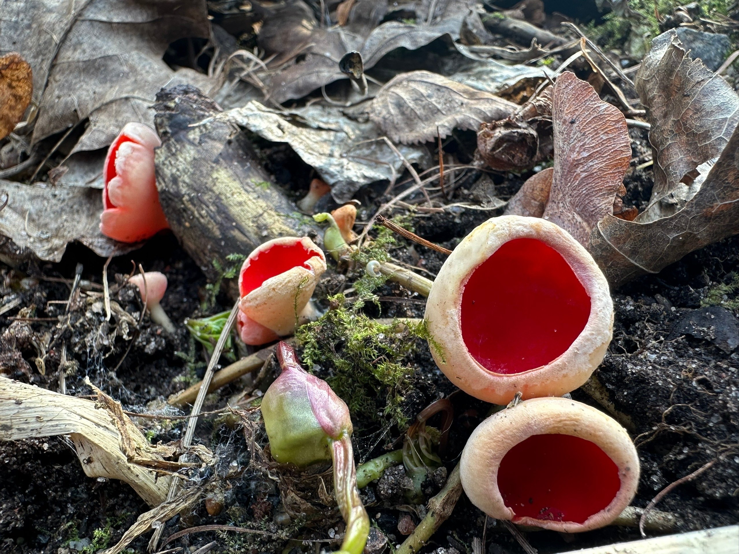 В лесах Ленобласти начали собирать первые грибы В лесах Ленобласти начали собирать первые грибы