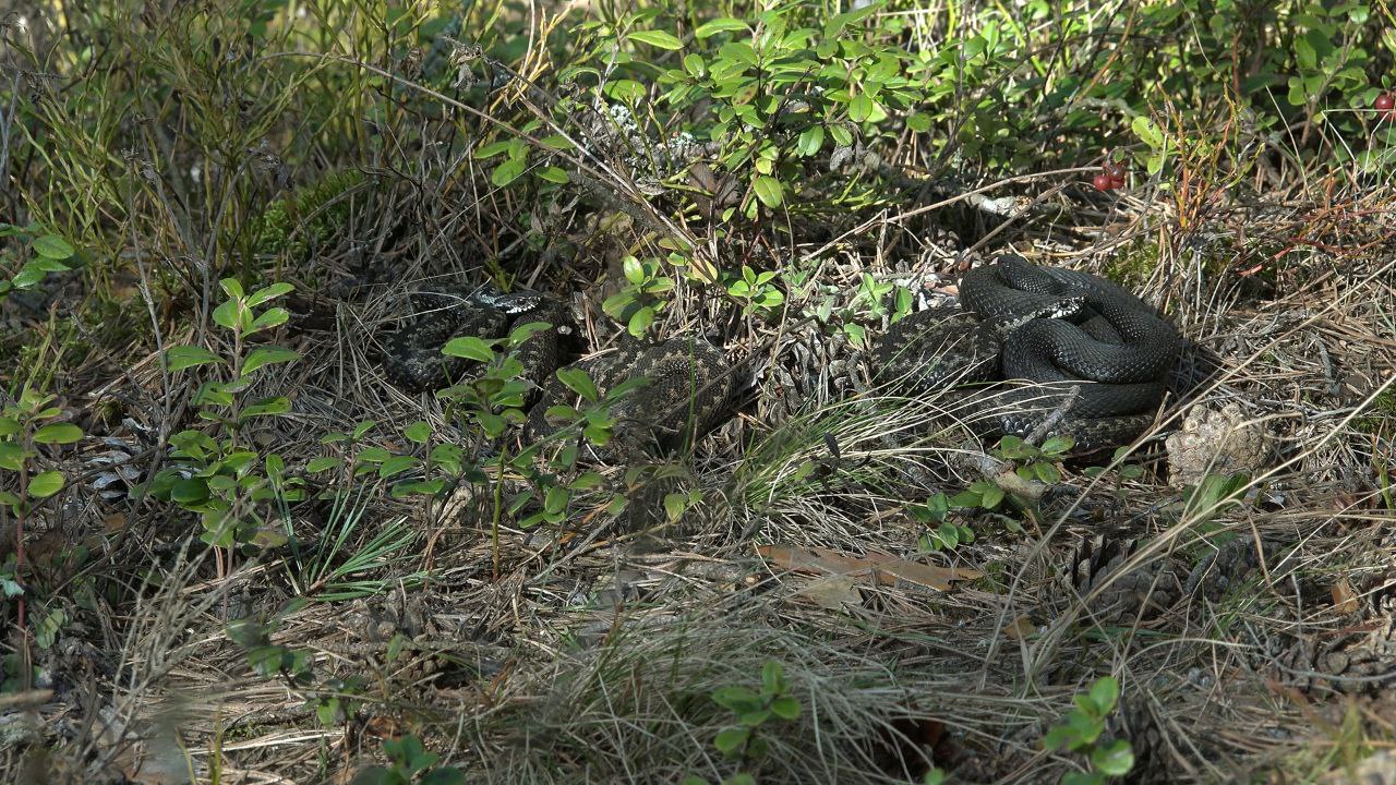 В Ленобласти проснулись гадюки