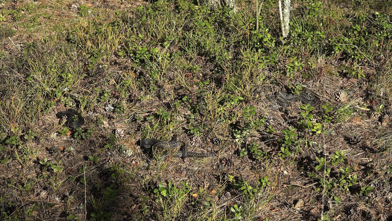 В Ленобласти проснулись гадюки В Ленобласти проснулись гадюки