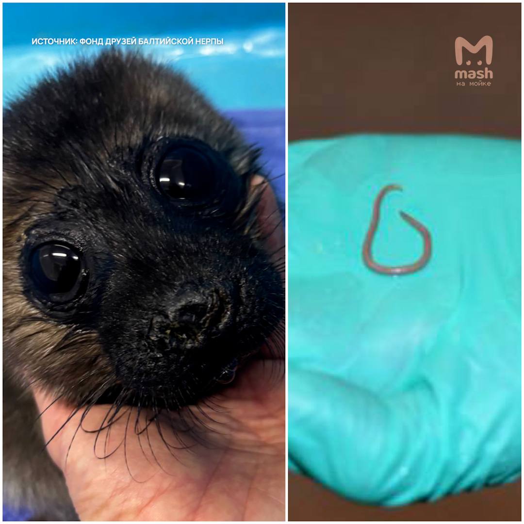 Жизнь новорождённой ладожской нерпочки была на волоске — из-за паразитов, которых она могла подхватить внутриутробно