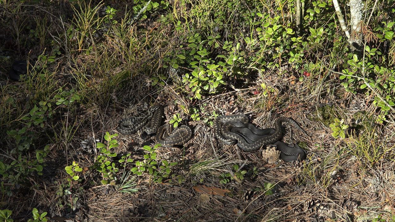 В Ленобласти проснулись гадюки В Ленобласти проснулись гадюки